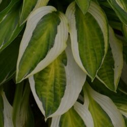 Hosta Hanky Panky