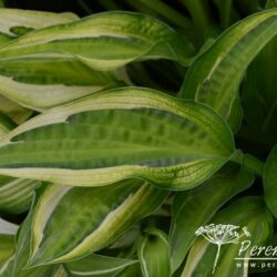 Hosta Hanky Panky