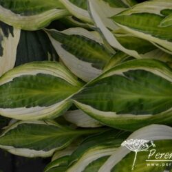 Hosta Hanky Panky