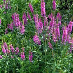 Lythrum salicaria Feuerkerze