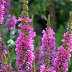 Lythrum salicaria Feuerkerze