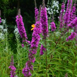 Lythrum salicaria Feuerkenze