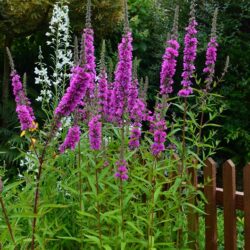 Lythrum salicaria Feuerkenze