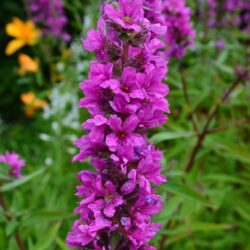 Lythrum salicaria Feuerkenze