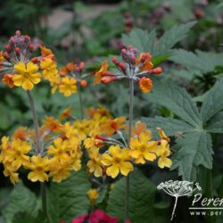 Primula bulleyana