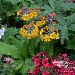 Primula bulleyana