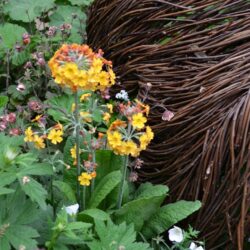 Primula bulleyana