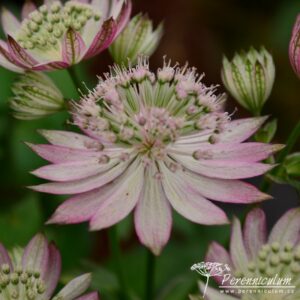 Astrantia major Lola