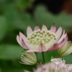 Astrantia major Lola