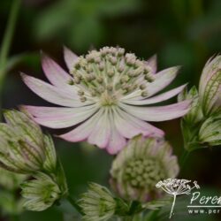 Astrantia major Lola