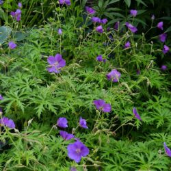 Geranium Johnsons Blue