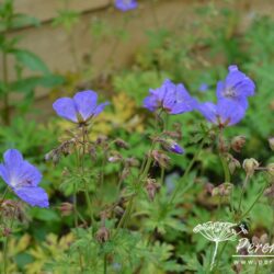 Geranium Johnson's Blue