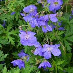 Geranium Johnsons Blue