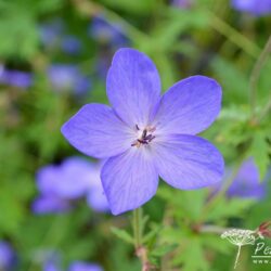 Geranium Johnsons Blue