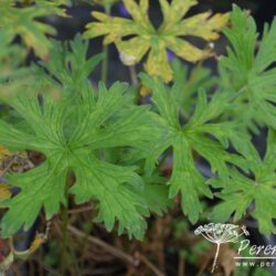 Geranium Johnson's Blue