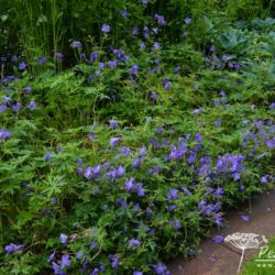 Geranium Johnsons Blue