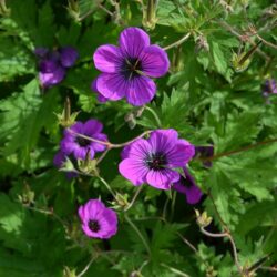 Geranium psilostemon