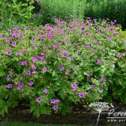 Geranium psilostemon