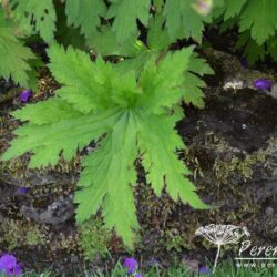 Geranium psilostemon