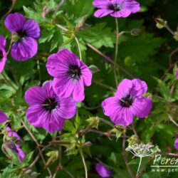 Geranium psilostemon