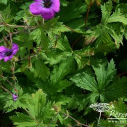 Geranium psilostemon