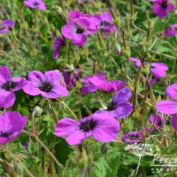 Geranium psilostemon