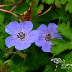 Geranium wallichianum Buxton's Variety