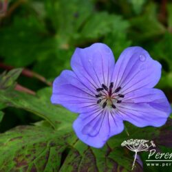 Geranium wallichianum Buxton's Variety