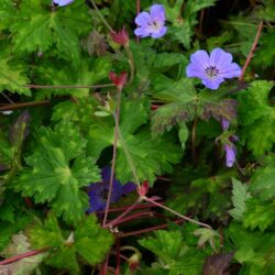 Geranium wallichianum Buxton's Variety