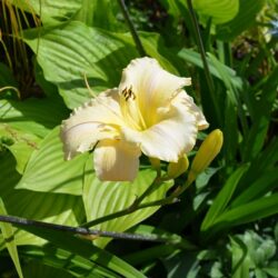 Hemerocallis Arctic Snow