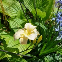 Hemerocallis Arctic Snow