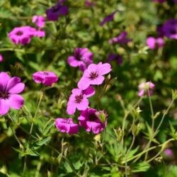 Geranium psilostemon Bressingham Flair