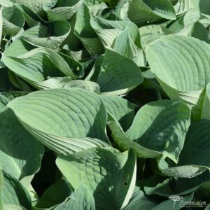 Hosta Blue Angel