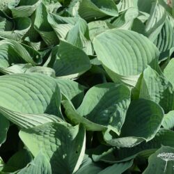 Hosta Blue Angel