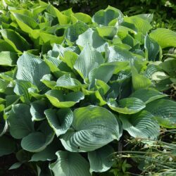 Hosta Blue Angel