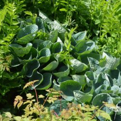 Hosta Blue Angel