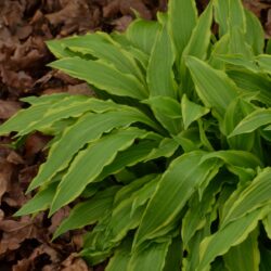 Hosta Stilletto