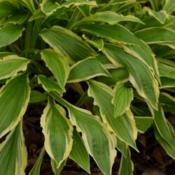 Hosta Stilletto