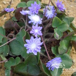 Hepatica nobilis var japonica Yamahibiki