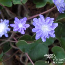 Hepatica nobilis var japonica Yamahibiki