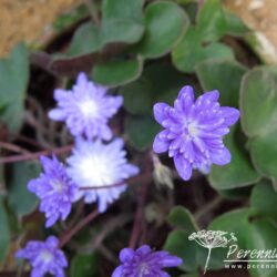 Hepatica nobilis var japonica Yamahibiki