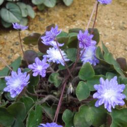 Hepatica nobilis var japonica Yamahibiki