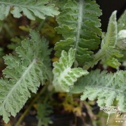 Achillea 'Moonshine'