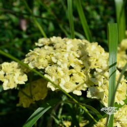 Achillea 'Moonshine'