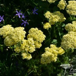 Achillea 'Moonshine'