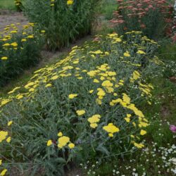 Achillea clypeolata 'Moonshine'