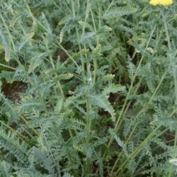 Achillea clypeolata 'Moonshine'