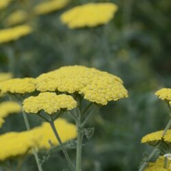 Achillea clypeolata 'Moonshine'