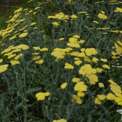 Achillea clypeolata 'Moonshine'