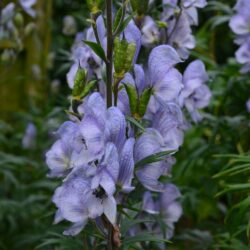 Aconitum Stainless Steel